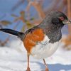 Towhee In Snow paint by number