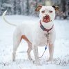 White Staffy Dog In Snow paint by number