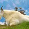 Wild Mountain Goat paint by number