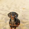 Adorable Dachshund On The Beach paint by number