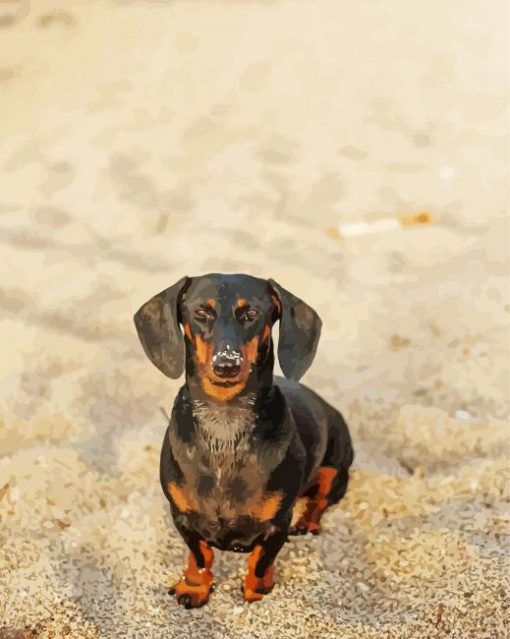 Adorable Dachshund On The Beach paint by number