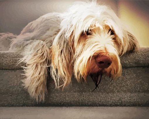 Beige Italian Spinone paint by number