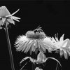 Black And White Flowers And Bees paint by number