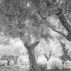 Black And White Garden Of Gethsemane paint by number