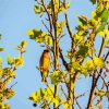 Cedar Tree With Bird paint by number