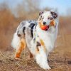 Cute Australian Shepherd paint by number