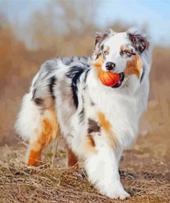 Cute Australian Shepherd paint by number