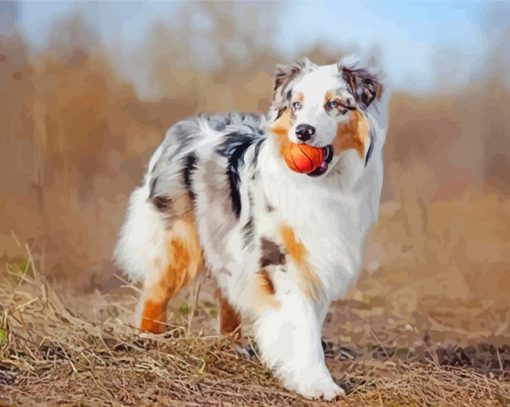 Cute Australian Shepherd paint by number