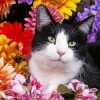 Cute Black Cat And Colorful Flowers paint by number