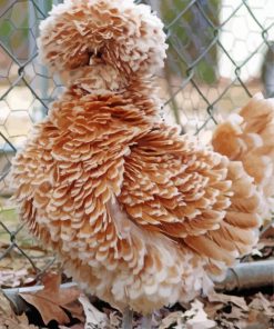 Cute Frizzle Chicken paint by number