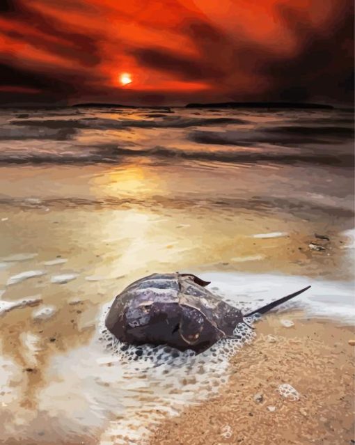 Horseshoe Crab And Sunset paint by number