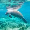 Manatee Animal paint by number