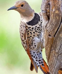 Northern Flicker On Tree paint by number