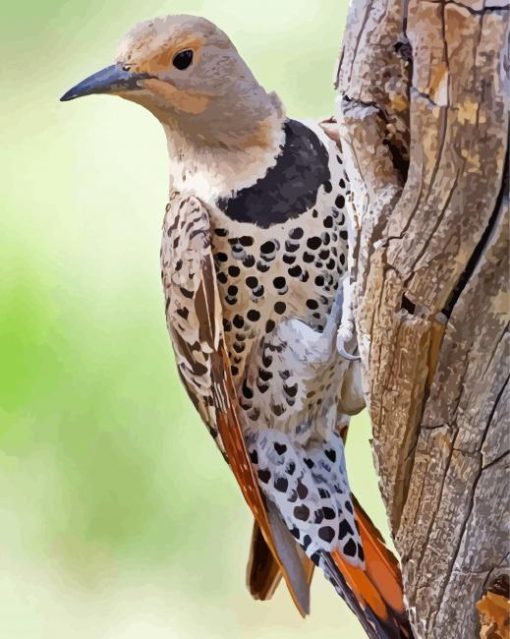 Northern Flicker On Tree paint by number