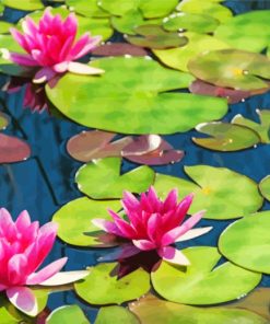 Pink Lily Pond paint by number