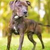 Plott Hound Puppy Paint by number