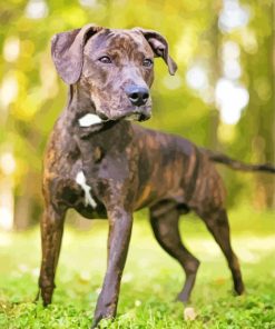 Plott Hound Puppy Paint by number