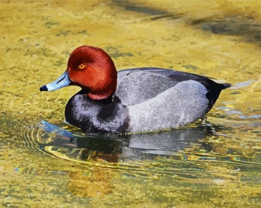 Redhead Duck paint by number