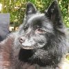 Schipperke Dog paint by number