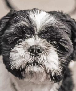 Shih Tzu Black And White Dog paint by number