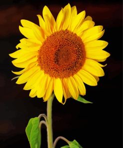 Sunflower With Black Background paint by number