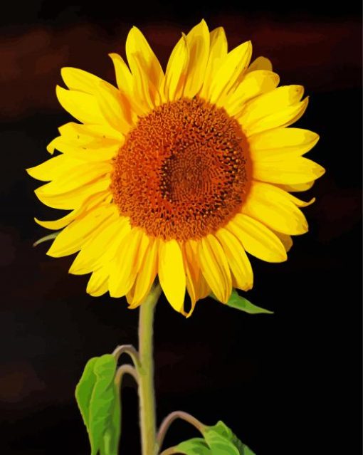 Sunflower With Black Background paint by number