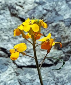 Yellow Wallflower paint by number