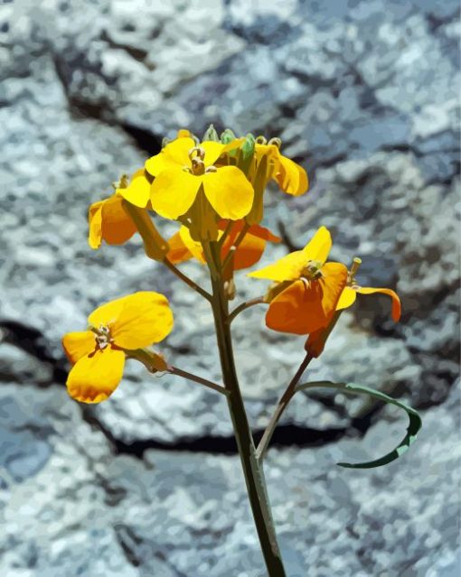 Yellow Wallflower paint by number