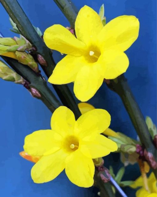 Yellow Winter Jasmine Flowers paint by number