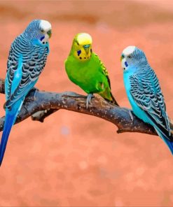 Aesthetic Budgies Birds paint by number