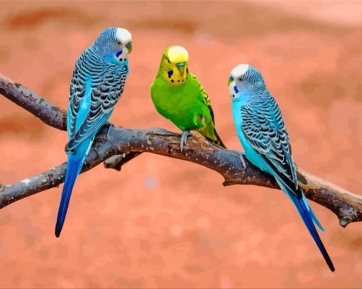 Aesthetic Budgies Birds paint by number