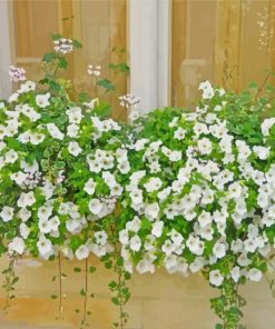 Aesthetic Window With White Flowers paint by number