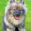 Beige And Black keeshond paint by number