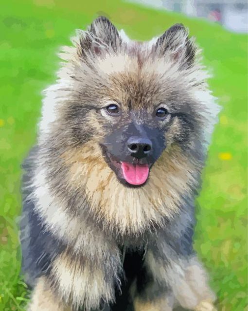 Beige And Black keeshond paint by number