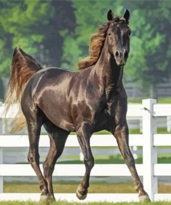 Black Fox Trotter Horse paint by number