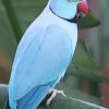 Blue Indian Ringneck Paint by number