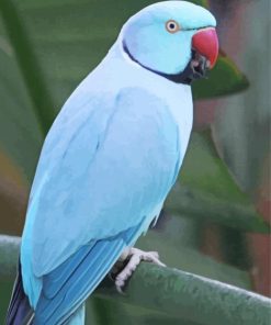 Blue Indian Ringneck Paint by number