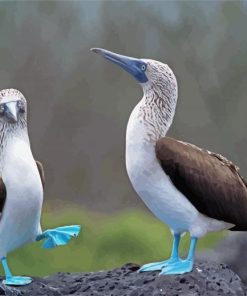 Blue Footed Boobies paint by number