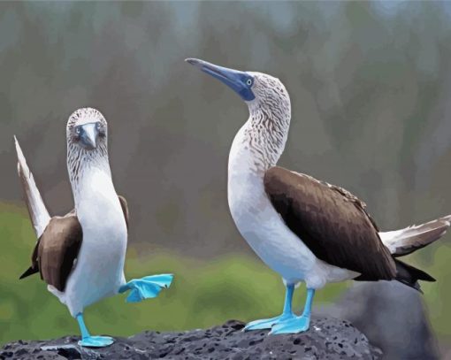 Blue Footed Boobies paint by number