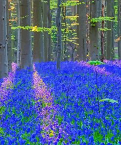 Bluebell Wood Nature paint by number