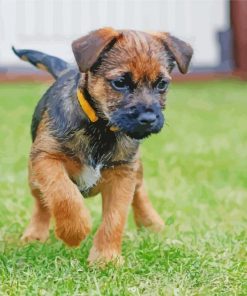 Border Terrier Puppy paint by number