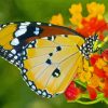 Butterfly With Orange Flowers paint by number