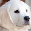 Close Up White Retriever Puppy paint by number