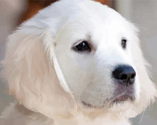 Close Up White Retriever Puppy paint by number