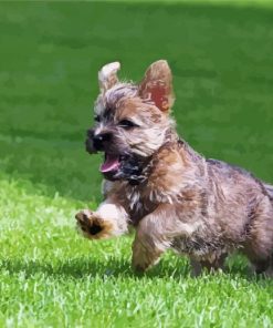 Cool Cairn Terrier paint by number