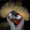 Cute Grey Crowned Crane paint by number