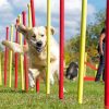 Dog Agility paint by number