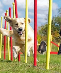 Dog Agility paint by number