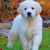 English Golden Retriever Puppy paint by number