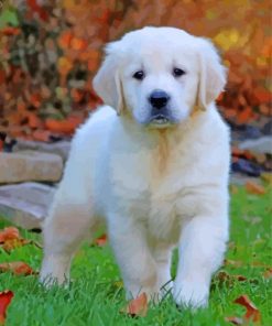 English Golden Retriever Puppy paint by number